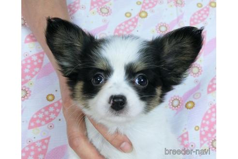 成約済の千葉県のミックス犬-171825の5枚目