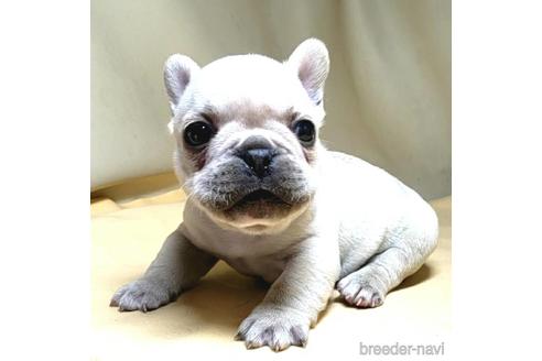 成約済の茨城県のフレンチブルドッグ-172475の5枚目