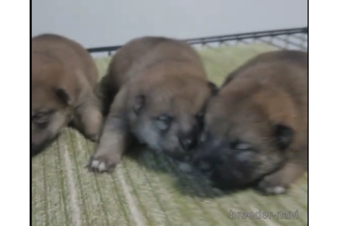 成約済の三重県の柴犬-173235の1枚目