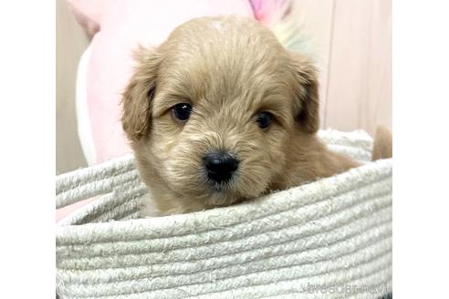 成約済の千葉県のポメプー:ポメラニアン×トイプードル-173251の2枚目