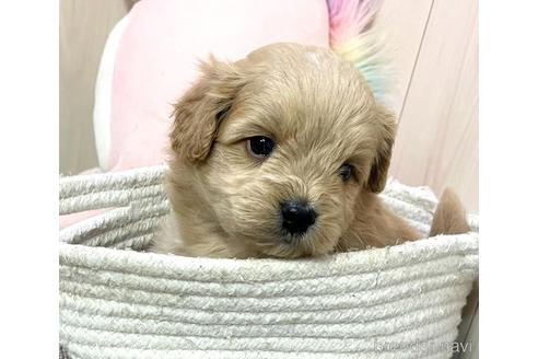成約済の千葉県のポメプー:ポメラニアン×トイプードル-173251