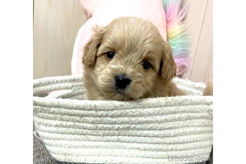 成約済の千葉県のポメプー:ポメラニアン×トイプードル-173251の3枚目