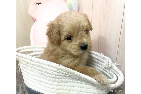 成約済の千葉県のポメプー:ポメラニアン×トイプードル-173251の5枚目