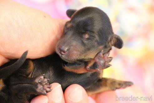 成約済の愛知県のカニンヘンダックスフンド(ロングヘアード)-173279の57枚目