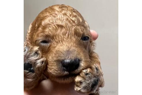 成約済の福岡県のタイニープードル-172399の24枚目