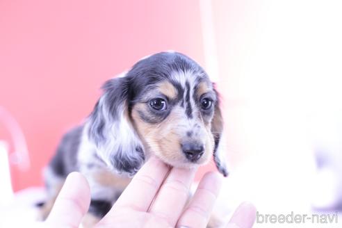 成約済の愛知県のカニンヘンダックスフンド(ロングヘアード)-171670の3枚目