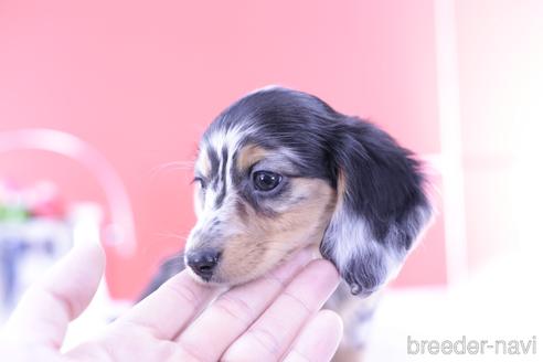 成約済の愛知県のカニンヘンダックスフンド(ロングヘアード)-171670の2枚目