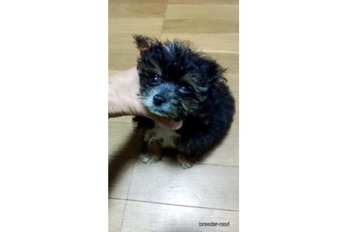 成約済の宮崎県のチワプー:チワワ×トイプードル-173321の3枚目