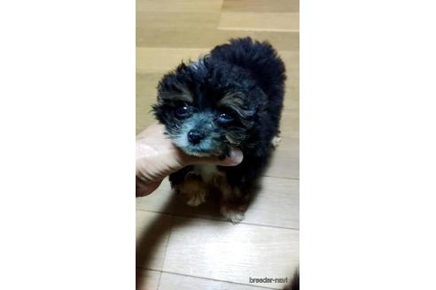 成約済の宮崎県のチワプー:チワワ×トイプードル-173321の1枚目
