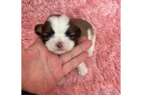 成約済の愛媛県のミックス犬-173345の3枚目