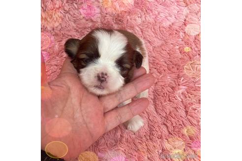 成約済の愛媛県のミックス犬-173345の4枚目