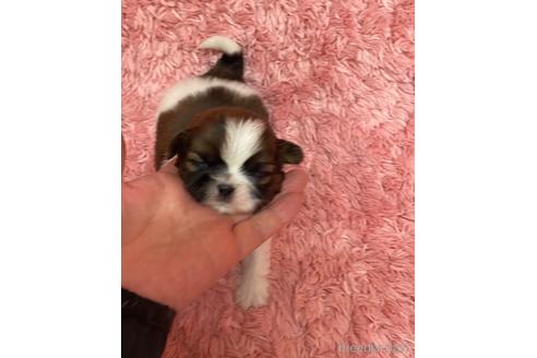 成約済の愛媛県のミックス犬-173347の5枚目