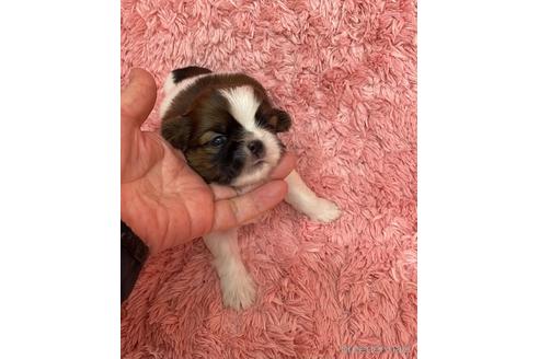 成約済の愛媛県のミックス犬-173347の2枚目