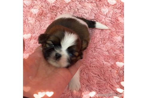 成約済の愛媛県のミックス犬-173347の4枚目