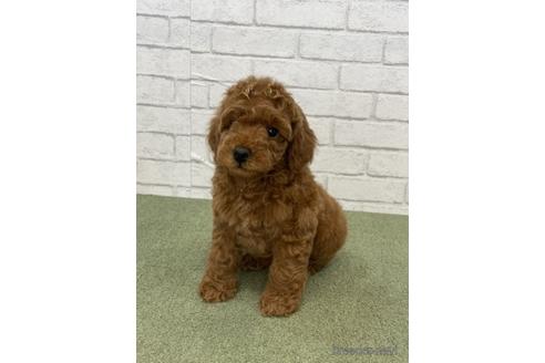 成約済の愛知県のトイプードル-173383の1枚目