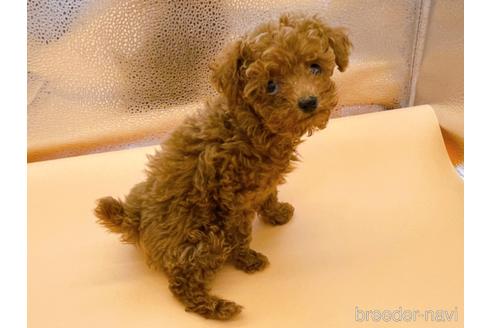 成約済の東京都のタイニープードル-173424の20枚目