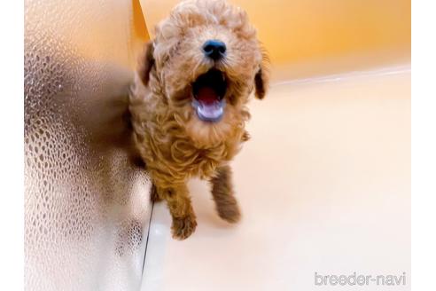 成約済の東京都のタイニープードル-173424の19枚目