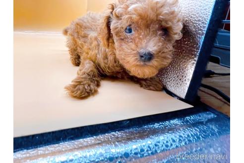 成約済の東京都のタイニープードル-173424の17枚目