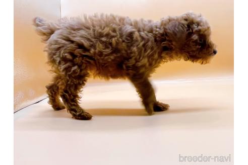 成約済の東京都のタイニープードル-173424の15枚目