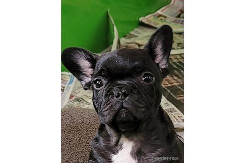 成約済の埼玉県のフレンチブルドッグ-173397の4枚目