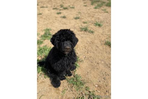 成約済の東京都のその他の犬種-166928の9枚目