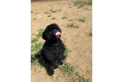 成約済の東京都のその他の犬種-166928の8枚目