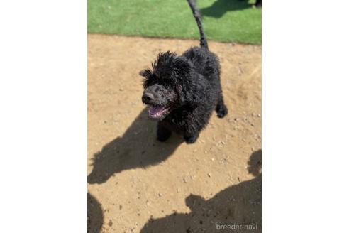 成約済の東京都のその他の犬種-160719の10枚目