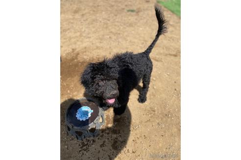 成約済の東京都のその他の犬種-160719の9枚目