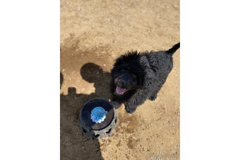 成約済の東京都のその他の犬種-160719の10枚目