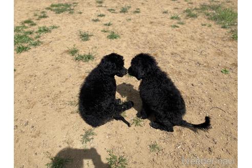 成約済の東京都のその他の犬種-160719の7枚目