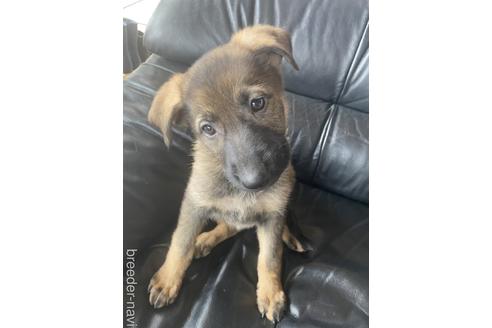 女の子のジャーマンシェパードドッグの子犬を探す（8ページ目