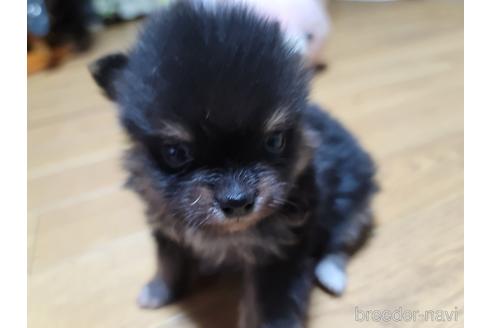 成約済の千葉県のポメラニアン-172231の5枚目