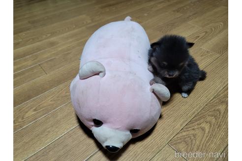 成約済の千葉県のポメラニアン-172231の3枚目