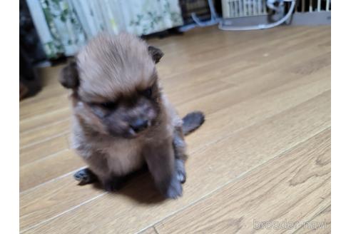 成約済の千葉県のポメラニアン-172230の6枚目