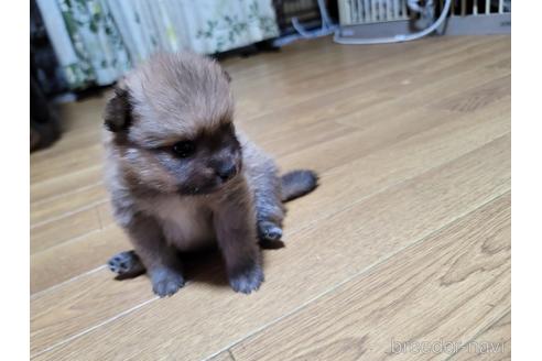 成約済の千葉県のポメラニアン-172230の7枚目