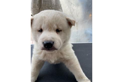 成約済の広島県の柴犬-168834の1枚目