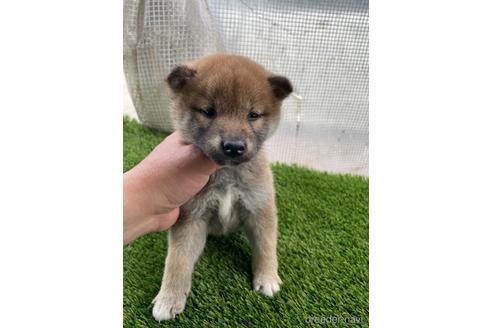 成約済の広島県の柴犬-169617の3枚目
