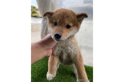 成約済の広島県の柴犬-169613の2枚目