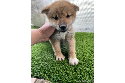 成約済の広島県の柴犬-169613の1枚目