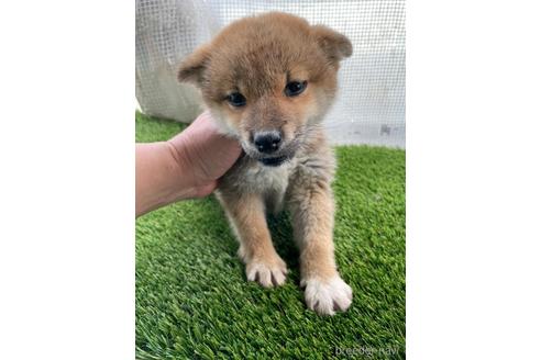 成約済の広島県の柴犬-169613の3枚目