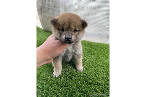 成約済の広島県の柴犬-169574の1枚目