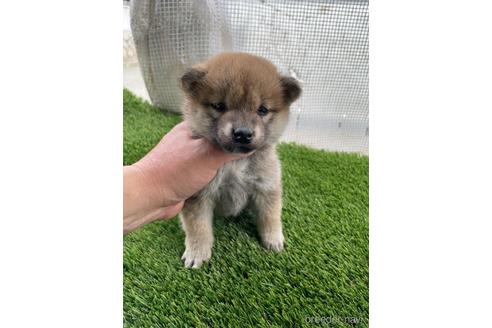 成約済の広島県の柴犬-169574の3枚目