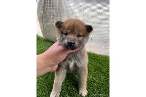 成約済の広島県の柴犬-169574の2枚目