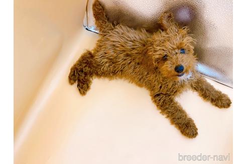 成約済の東京都のティーカッププードル-163397の11枚目