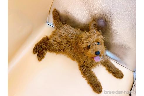 成約済の東京都のティーカッププードル-163397の12枚目