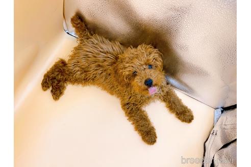 成約済の東京都のティーカッププードル-163397の13枚目