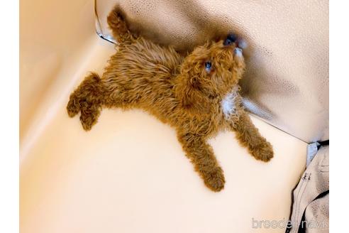 成約済の東京都のティーカッププードル-163397の14枚目