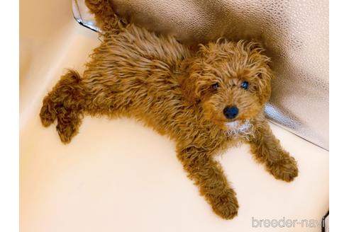 成約済の東京都のティーカッププードル-163397の10枚目