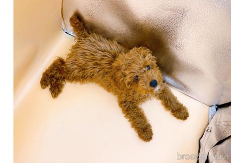 成約済の東京都のティーカッププードル-163397の9枚目