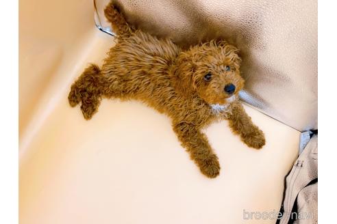 成約済の東京都のティーカッププードル-163397の8枚目